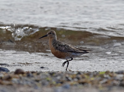 Knot (Calidris canutus)