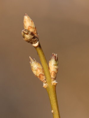 New Life Is Coming