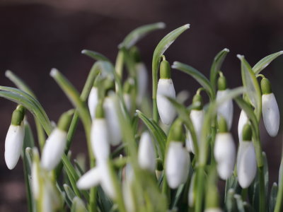 Snow Drops