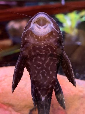 Pleco
