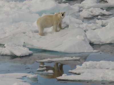 Hinlopen Strait Ice Bear