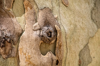 Knot on a Sycamore