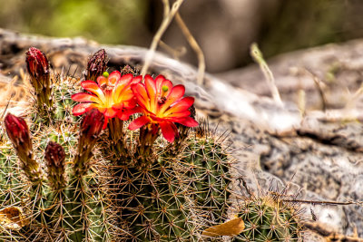 Cactus Flowers growing from a rock