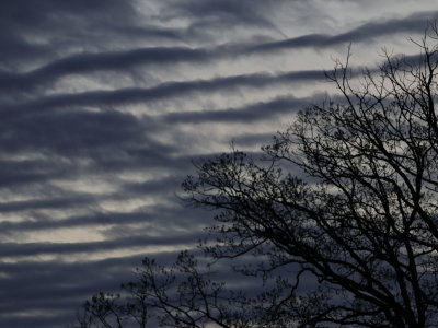 Tree and Wavy Sky