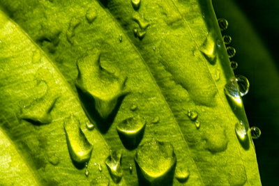 Rain Drops on a Hosta