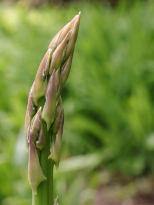 f/22 Asparagus