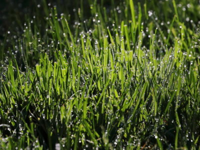 Morning Dew