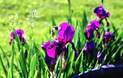 Iris's