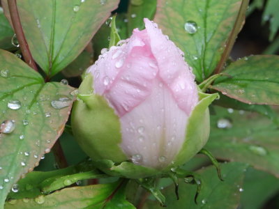 Tree Peony Bud, Almost Ready