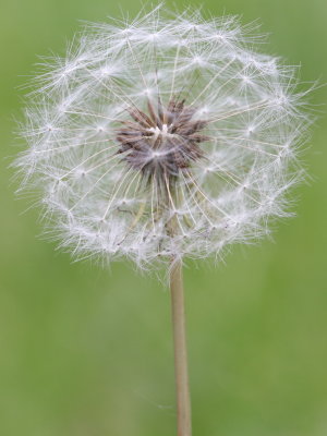 Another Sign of a Healthy Lawn