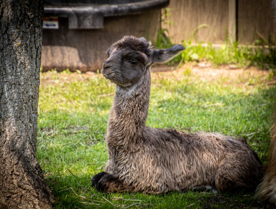 New Spring Llama