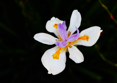 Delicacy From the Dark