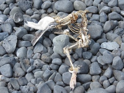 Remains of a Penguin