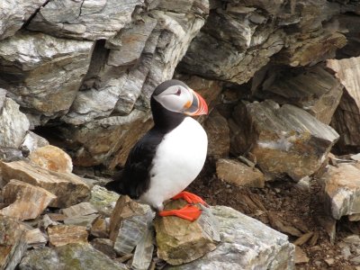 Horned Puffin