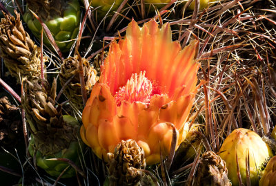 Barrel Cactus Flower