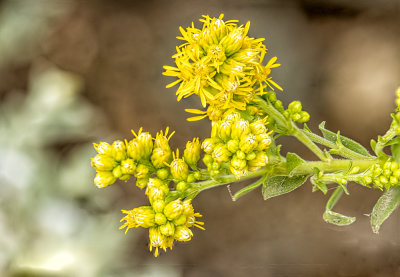 11 A Handheld Stacked Macro of a Wild Flower