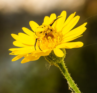 Spider in Hiding