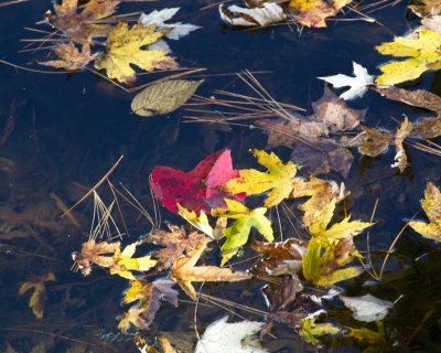 3 Leaves on the River