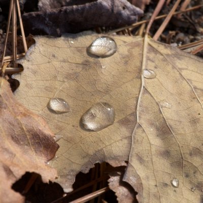10 Water on a leaf