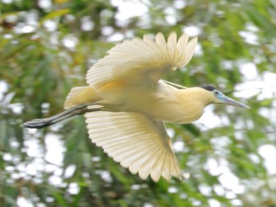 Capped Heron