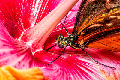 A Flight of Color