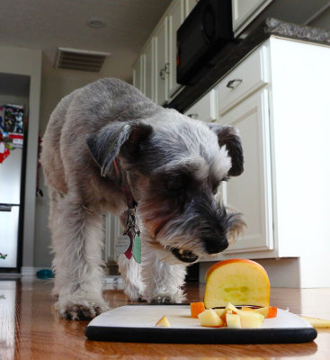 11 The Apple Dog