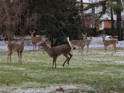 04 Second Week of Deer Camp
