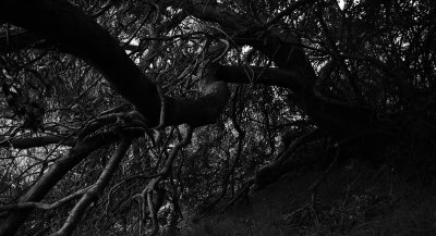 11  Under the Tanglewood Tree