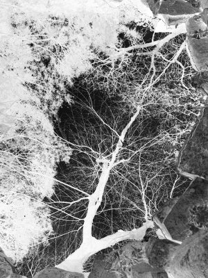 02 Tree in Pond