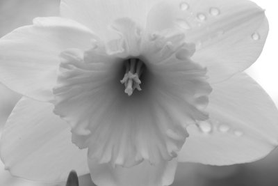 13 Daffodil