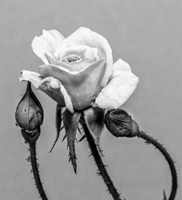 14 Rose and Siblings