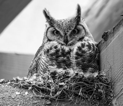 15 Great Horned Owl
