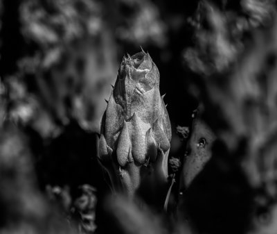 18 Flower Bud on Cactus