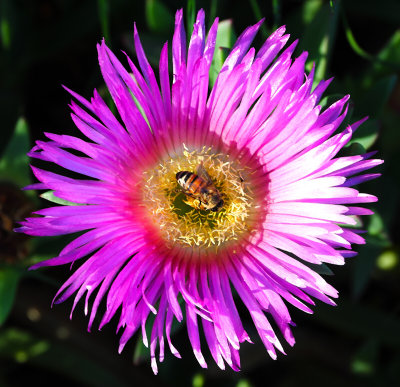 Different Bee, Different Flower