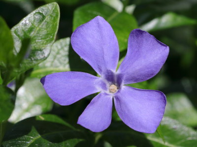 01 Vinca Minor