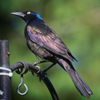 14 Colorful Common Grackle