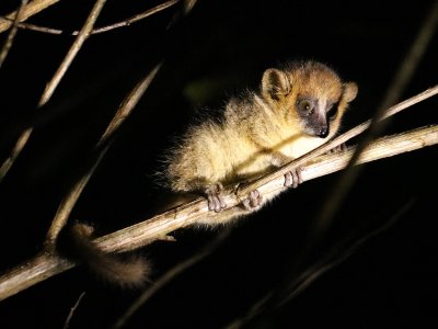 Night Lemur