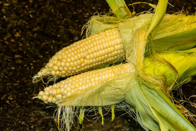 01  Fresh Ears of Corn