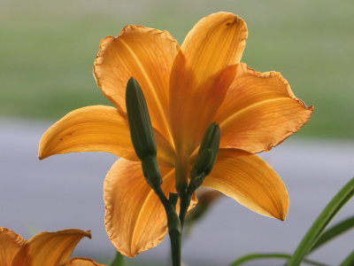 02 Day Lily Saluting The Setting Summer Sun