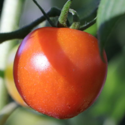 03 Did someone mention tomatoes?