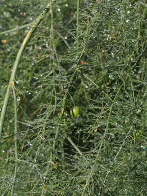 04 Morning Asparagus