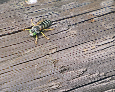 07 Deception Pass bug