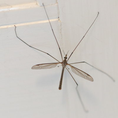 07 Mr. Mosquito