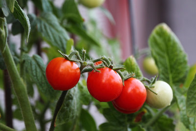10  Home Grown Tomatoes (John Denver--With Lyrics)
