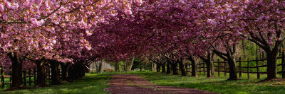 A Shaded and Fragrant Walk