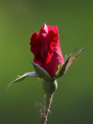 01 Red Rose