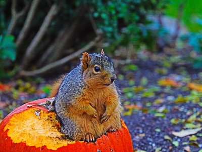 13 Colorful Squirrel