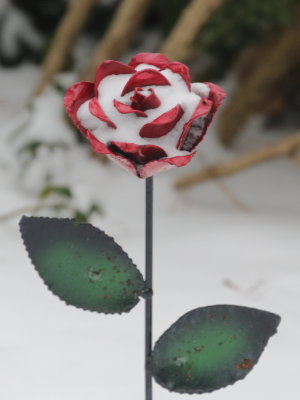 Snowy Rose