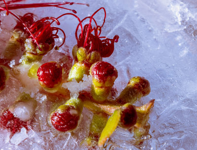 06 Buds on Ice