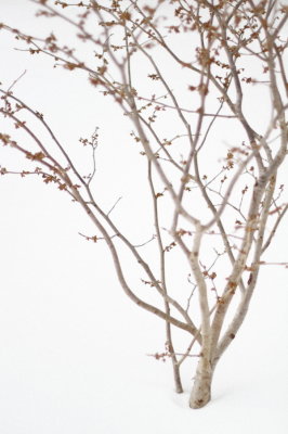 11 Witch Hazel
